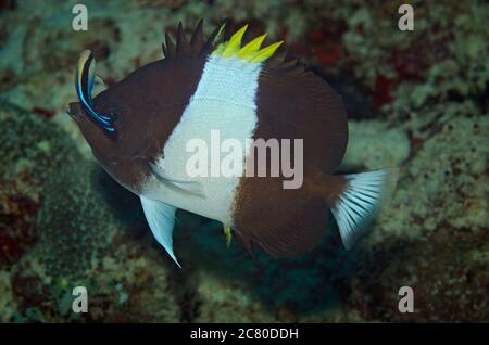 Brown-and-white butterflyfish, Hemitaurichthys zoster,  Indian Ocean, Maldives Stock Photo