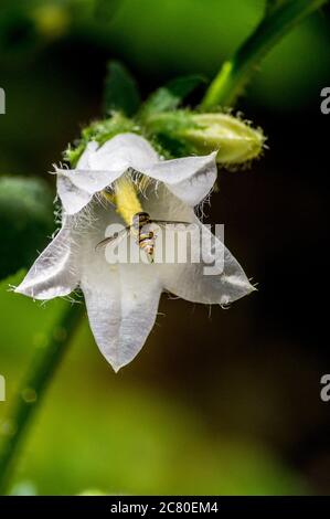 Marmalade hoverfly, Episyrphus balteatus, on a white nettle-leaved bellflower, campanula trachelium var. alba, in a garden in London, England Stock Photo
