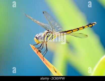 dragon fly sitting on a green leaf close up from a garden Stock Photo
