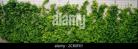 Green ivy climbing a white brick wall in a garden covering the half of the building Stock Photo