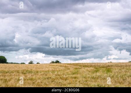 Dark clouds over a field of wheat grain in the summer with rain on the way