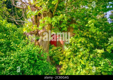 Red house covered with green plants in a garden with large vegetation Stock Photo