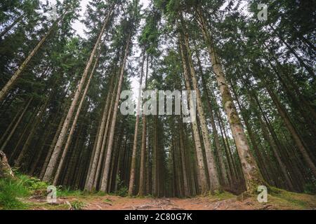 Forest with tall pine trees reaching for the sky in the fall Stock Photo