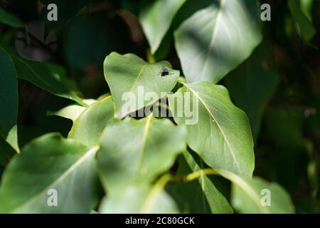 A closeup picture of a fly on a green leaf. Blurry green leaves background Can be used as Illustration background, fresh, concept Stock Photo
