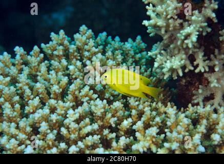 Sulphur damsel, Pomacentrus sulfureus, on staghorn coral, Acropora cervicornis, on coral reef, Hamata, Red Sea, Egypt Stock Photo
