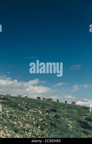 Vertical shot of a heard of horses grazing on a grass-covered hill under the cloudy blue sky Stock Photo
