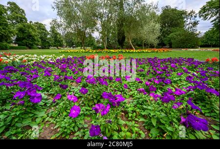 The Croydon Road Recreation Ground in Beckenham (Greater London), Kent, UK. Purple flowers with trees. Stock Photo