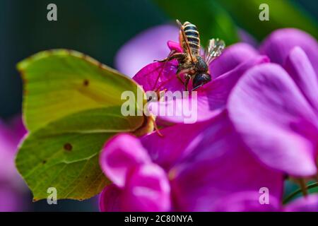 Close up of a honeybee (Apis mellifica) sitting on a pink vetch. In the foreground you can see an unfocussed brimstone butterfly. Stock Photo