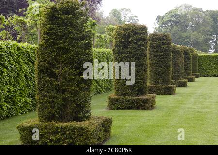 Yew columns designed by the dutch garden architect Piet Oudolf in the Silent Garden at Scampston Hall Stock Photo