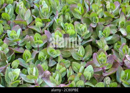 Cluster of the succulent herbaceous perennial plant Brooklime otherwise known as the European speedwell Stock Photo