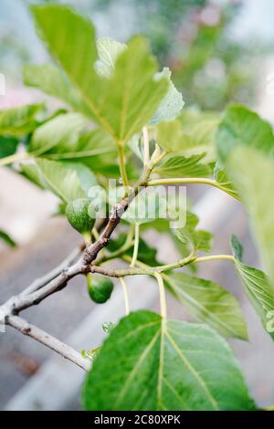 Green raw figs on the branch of a fig tree with morning sun light Stock Photo