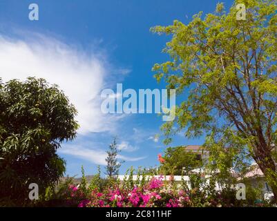Pink tropical exotic Bougainvillea flower, green eaves and mango tree on a background of blue sky with clouds. Postcard, poster. Copy space ideal for Stock Photo