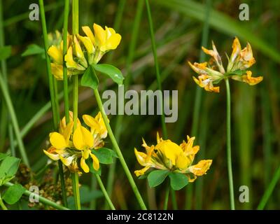 Yellow summer flowers on upright stems of the UK wildflower, Lotus pedunculatus, greater bird's foot trefoil Stock Photo