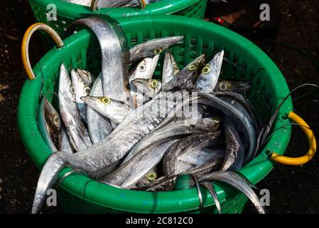 Basket of fresh raw ribbon fishes at the fish market in Yangon Burma, Myanmar Stock Photo