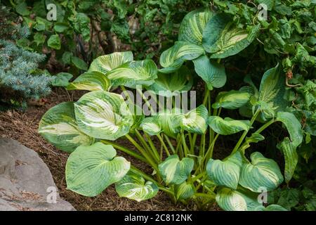 Hosta in shade garden in in Issaquah, Washington, USA Stock Photo