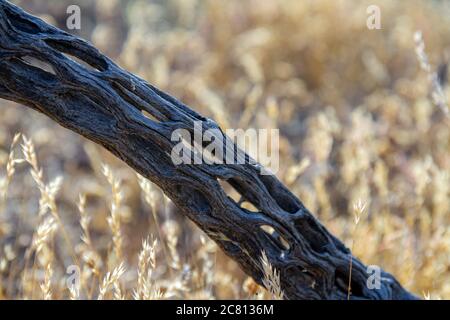 A detail of a cactus skeleton lying on the ground in the Sonoran Desert of Arizona. Stock Photo