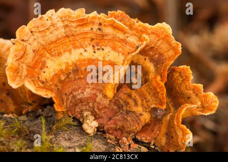 Sulfur Shelf Mushroom, a polypore also known as Chicken mushroom or Chicken of the Wood mushroom  in Mirrorwmont Park in Issaquah, WA Stock Photo