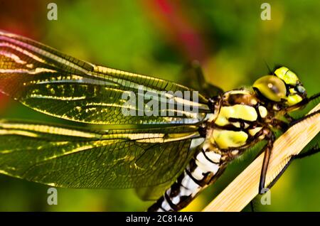 A dragon fly, a bubble tube has just slipped out of t e larva, the nymph and is drying at a small piece of wood Stock Photo