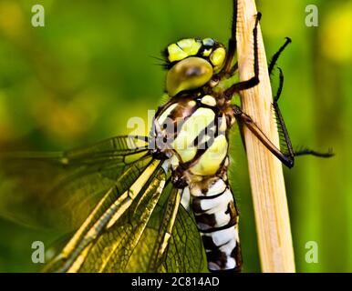 A dragon fly, a bubble tube has just slipped out of t e larva, the nymph and is drying at a small piece of wood Stock Photo