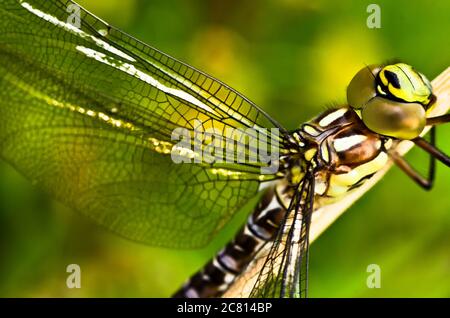 A dragon fly, a bubble tube has just slipped out of t e larva, the nymph and is drying at a small piece of wood Stock Photo