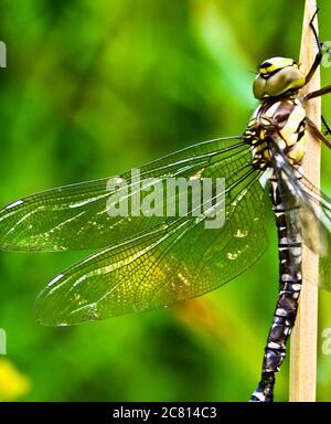 A dragon fly, a bubble tube has just slipped out of t e larva, the nymph and is drying at a small piece of wood Stock Photo