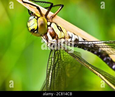 A dragon fly, a bubble tube has just slipped out of t e larva, the nymph and is drying at a small piece of wood Stock Photo