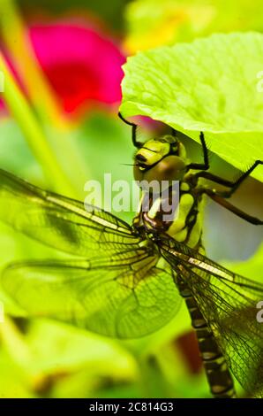 A dragon fly, a bubble tube, has just slipped out of t e larva, the nymph and is drying in the plants over the water Stock Photo