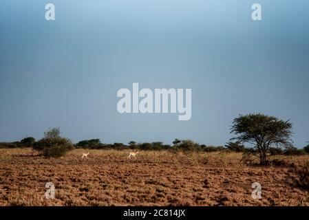 An Oryx grazes at Awash National Park, Afar Region, Northern Ethiopia. Stock Photo