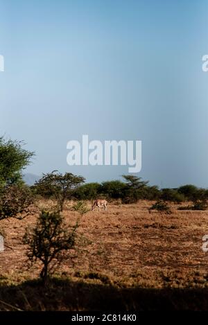 An Oryx grazes at Awash National Park, Afar Region, Northern Ethiopia. Stock Photo