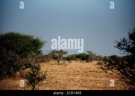 An Oryx grazes at Awash National Park, Afar Region, Northern Ethiopia. Stock Photo