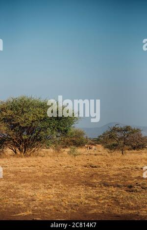 An Oryx grazes at Awash National Park, Afar Region, Northern Ethiopia. Stock Photo