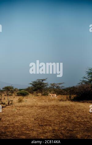 An Oryx grazes at Awash National Park, Afar Region, Northern Ethiopia. Stock Photo