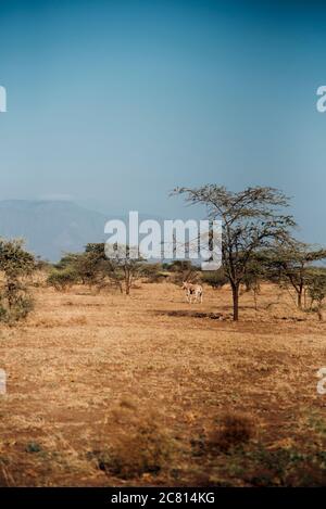 An Oryx grazes at Awash National Park, Afar Region, Northern Ethiopia. Stock Photo