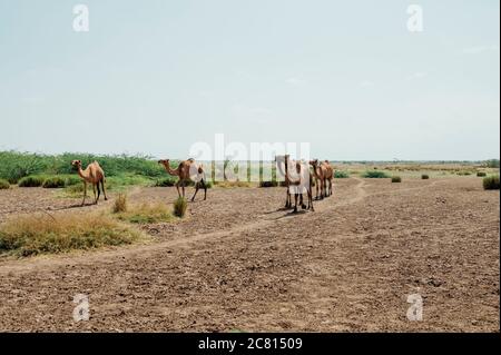 A herd of camels in the desert of Afar in Ethiopia. Stock Photo