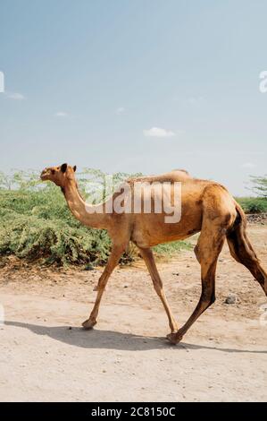 A herd of camels in the desert of Afar in Ethiopia. Stock Photo