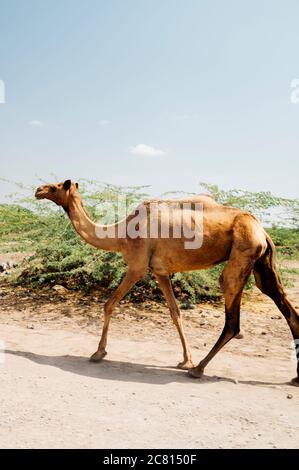 A herd of camels in the desert of Afar in Ethiopia. Stock Photo