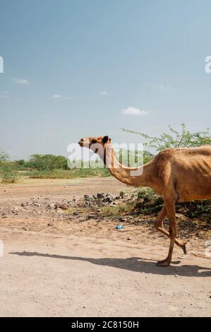 A herd of camels in the desert of Afar in Ethiopia. Stock Photo