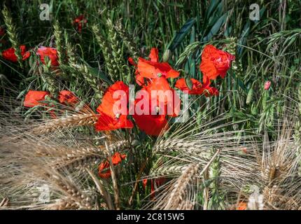 Poppies - common wild flowers / weeds in summer farmland in the English countryside the common poppy Papaver rhoeas Stock Photo