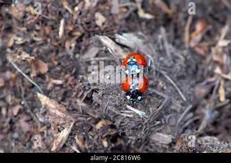 A pair of seven-spotted ladybugs or ladybirds (Coccinella septempunctata) mating on bark mulch in a garden. Stock Photo