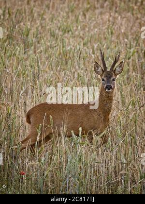 A side profile view of a Roe Buck standing in a field of barley, looking at the camera Stock Photo