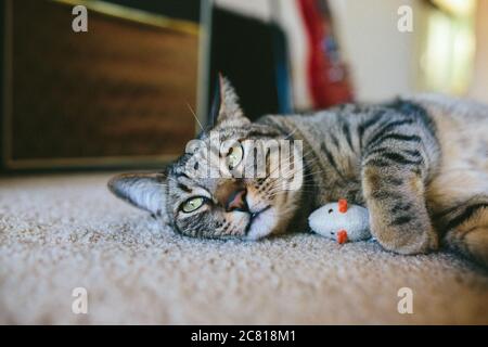 Handsome tabby cat lying down on carpet next to his toy mouse Stock Photo