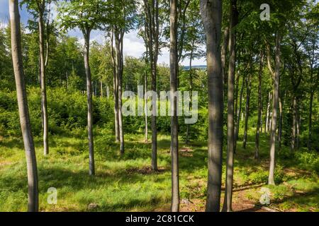 Forested area with young beech trees in spring. Stock Photo