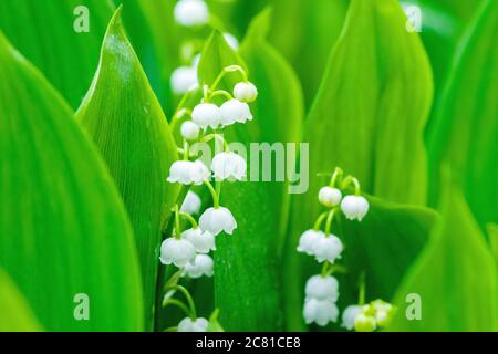 Doreen Lily-of-the-Valley