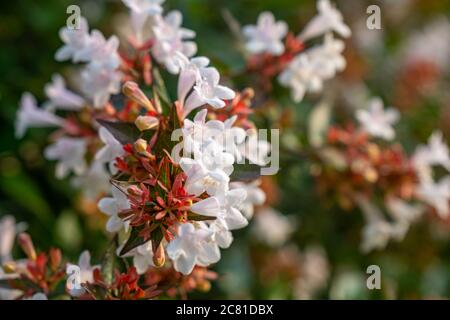 Beautiful white tubular flowers of abelia grandiflora flowering in summer Stock Photo