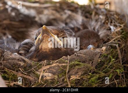 Blackbird chicks in a nest, Chipping, Preston, Lancashire, England, United Kingdom. Stock Photo