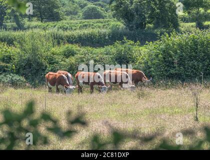 Cattle grazing in pasture. Believed to be Hereford cattle breed. For UK livestock industry, livestock farming, cows, UK cattle breeds, British beef. Stock Photo