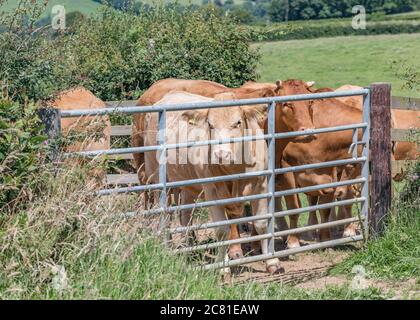 young cows, looking towards camera, in farm yard Stock Photo - Alamy