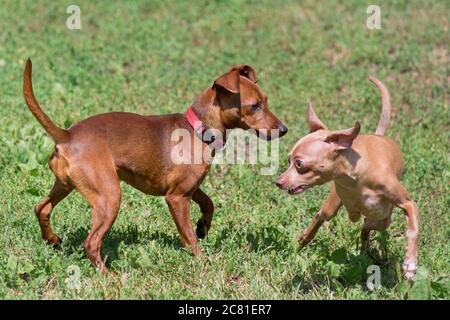 Russian toy terrier puppy and zwergpinscher puppy are playing on a green grass in the summer park. Pet animals. Purebred dog. Stock Photo