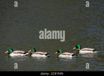 Four male mallard ducks on the village mill pond, Chipping, Preston, Lancashire, England, United Kingdom. Stock Photo