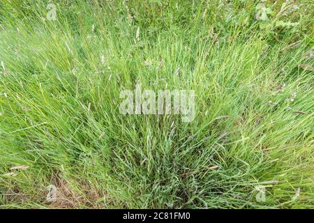 Wide angle shot of a tuft of large / long grass in a rural road grass verge, emphasising the depth. Overgrown metaphor, hiding in among the weeds. Stock Photo